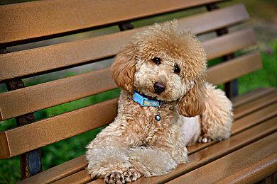 CDPR未来“大部分”游戏将加入多人模式以扩展体验